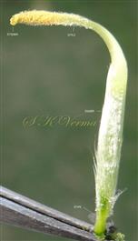  Pistil